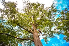 Best Tree Removal  in Gordon, NE
