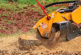 Professional Tree Care in Gordon, NE