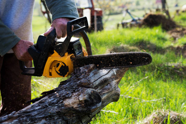 How Our Tree Care Process Works  in  Gordon, NE